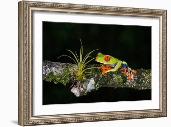 Red-Eyed Tree Frog (Agalychnis Callidryas), Sarapiqui, Costa Rica-null-Framed Photographic Print