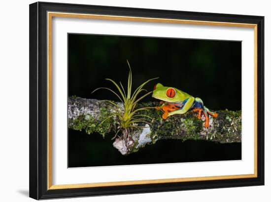 Red-Eyed Tree Frog (Agalychnis Callidryas), Sarapiqui, Costa Rica-null-Framed Photographic Print