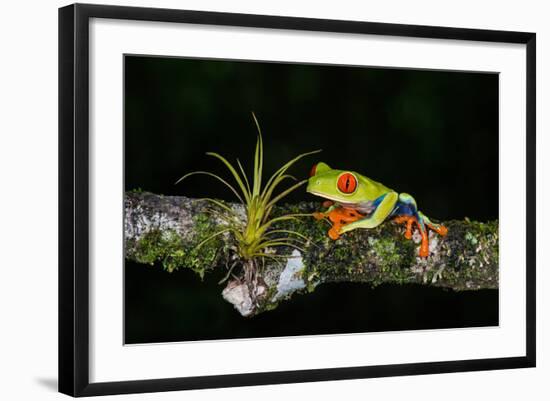 Red-Eyed Tree Frog (Agalychnis Callidryas), Sarapiqui, Costa Rica-null-Framed Photographic Print