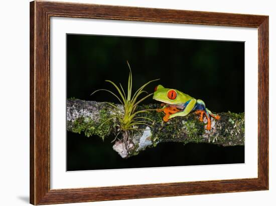 Red-Eyed Tree Frog (Agalychnis Callidryas), Sarapiqui, Costa Rica--Framed Photographic Print