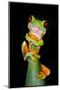 Red-Eyed Tree Frog (Agalychnis callidryas), Tarcoles River, Pacific Coast, Costa Rica-null-Mounted Photographic Print