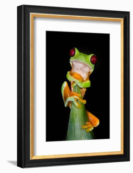 Red-Eyed Tree Frog (Agalychnis callidryas), Tarcoles River, Pacific Coast, Costa Rica-null-Framed Photographic Print