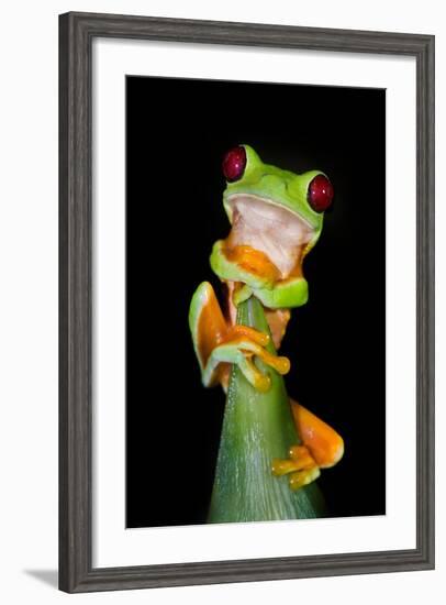 Red-Eyed Tree Frog (Agalychnis callidryas), Tarcoles River, Pacific Coast, Costa Rica-null-Framed Photographic Print
