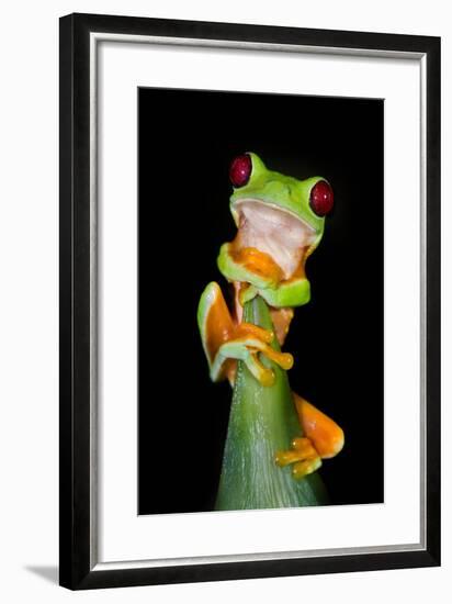 Red-Eyed Tree Frog (Agalychnis callidryas), Tarcoles River, Pacific Coast, Costa Rica-null-Framed Photographic Print