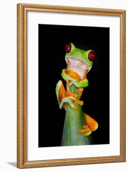 Red-Eyed Tree Frog (Agalychnis callidryas), Tarcoles River, Pacific Coast, Costa Rica-null-Framed Photographic Print