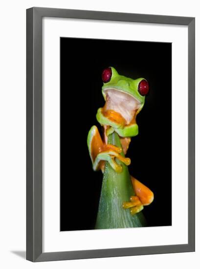 Red-Eyed Tree Frog (Agalychnis callidryas), Tarcoles River, Pacific Coast, Costa Rica-null-Framed Photographic Print