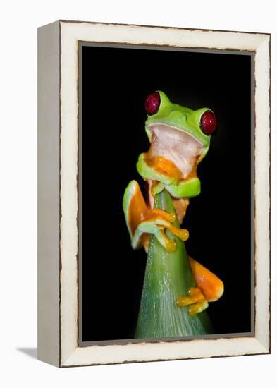 Red-Eyed Tree Frog (Agalychnis callidryas), Tarcoles River, Pacific Coast, Costa Rica-null-Framed Premier Image Canvas