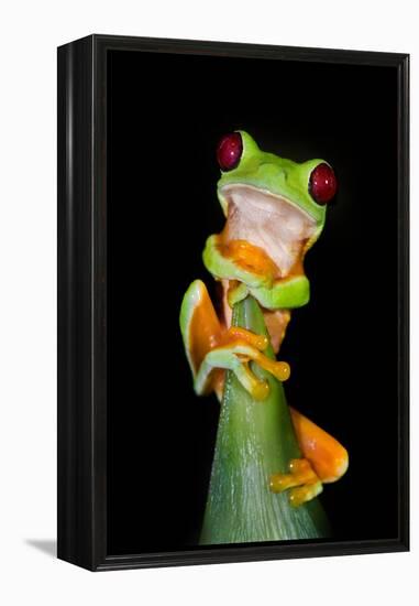 Red-Eyed Tree Frog (Agalychnis callidryas), Tarcoles River, Pacific Coast, Costa Rica-null-Framed Premier Image Canvas