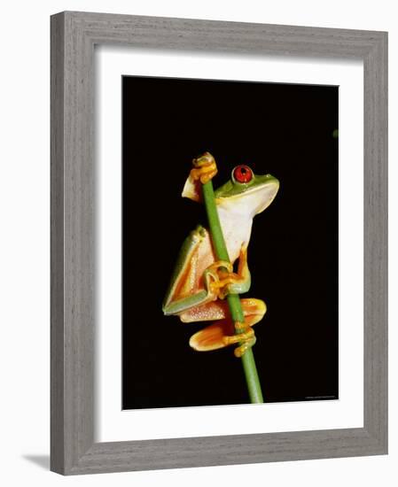 Red Eyed Tree Frog (Agalythnis Callidryas), South America-Philip Craven-Framed Photographic Print