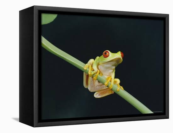 Red Eyed Tree Frog (Agalythnis Callidryas), South America-Philip Craven-Framed Premier Image Canvas