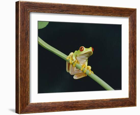 Red Eyed Tree Frog (Agalythnis Callidryas), South America-Philip Craven-Framed Photographic Print