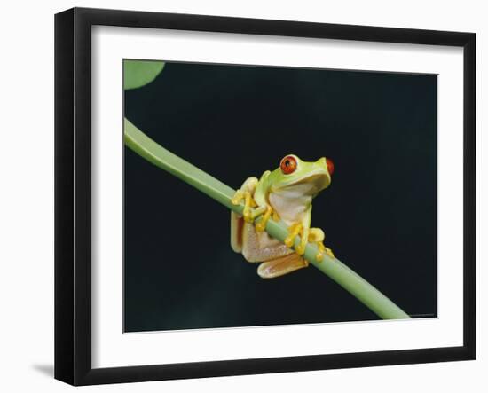 Red Eyed Tree Frog (Agalythnis Callidryas), South America-Philip Craven-Framed Photographic Print