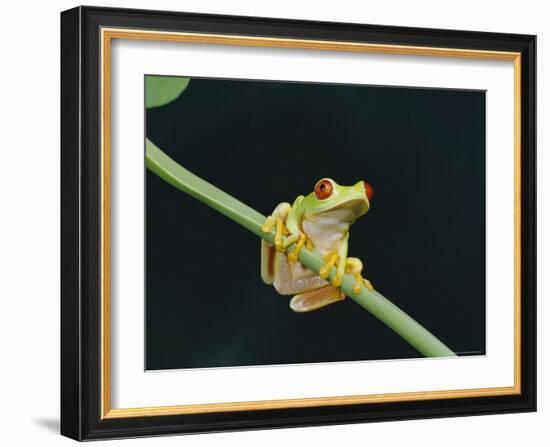 Red Eyed Tree Frog (Agalythnis Callidryas), South America-Philip Craven-Framed Photographic Print