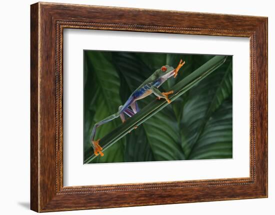 Red Eyed Tree Frog Climbing Plant-DLILLC-Framed Photographic Print