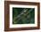 Red Eyed Tree Frog Climbing Plant-DLILLC-Framed Photographic Print