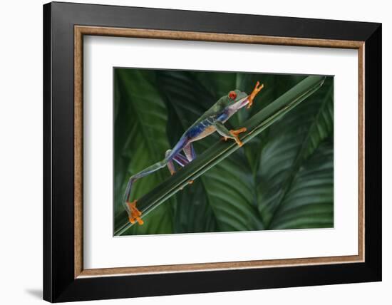 Red Eyed Tree Frog Climbing Plant-DLILLC-Framed Photographic Print