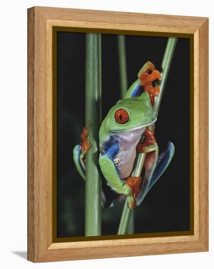 Red-Eyed Tree Frog Climbing through Plant Stems-David Northcott-Framed Premier Image Canvas