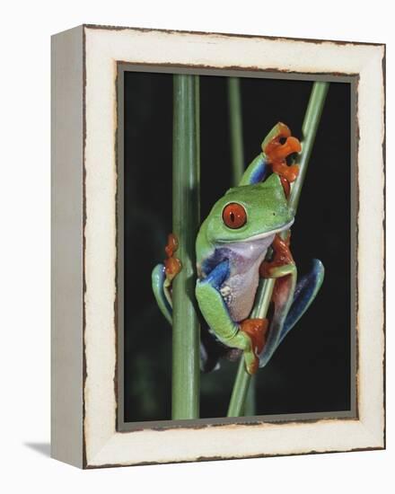 Red-Eyed Tree Frog Climbing through Plant Stems-David Northcott-Framed Premier Image Canvas