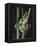 Red-Eyed Tree Frog Climbing through Plant Stems-David Northcott-Framed Premier Image Canvas