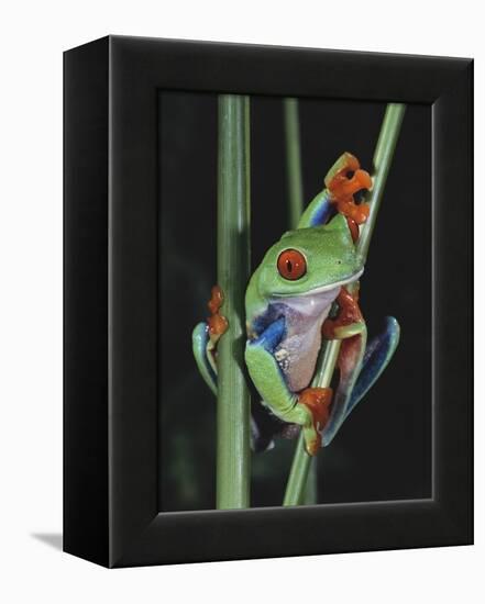 Red-Eyed Tree Frog Climbing through Plant Stems-David Northcott-Framed Premier Image Canvas