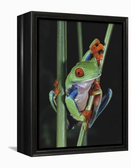 Red-Eyed Tree Frog Climbing through Plant Stems-David Northcott-Framed Premier Image Canvas