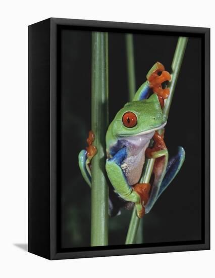 Red-Eyed Tree Frog Climbing through Plant Stems-David Northcott-Framed Premier Image Canvas