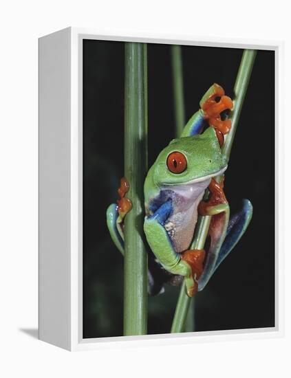 Red-Eyed Tree Frog Climbing through Plant Stems-David Northcott-Framed Premier Image Canvas