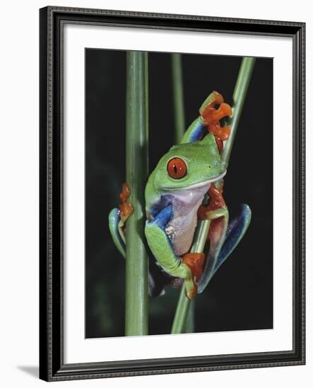 Red-Eyed Tree Frog Climbing through Plant Stems-David Northcott-Framed Photographic Print