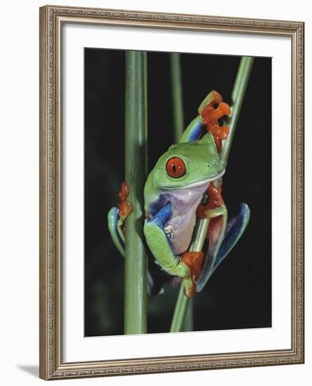 Red-Eyed Tree Frog Climbing through Plant Stems-David Northcott-Framed Photographic Print