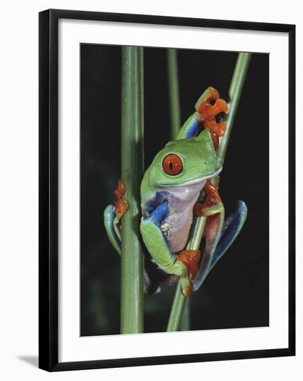 Red-Eyed Tree Frog Climbing through Plant Stems-David Northcott-Framed Photographic Print