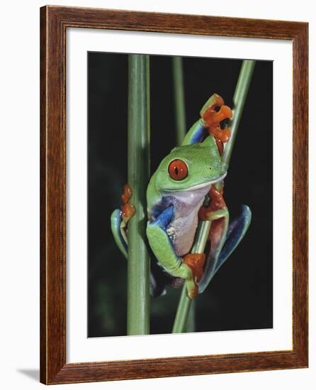 Red-Eyed Tree Frog Climbing through Plant Stems-David Northcott-Framed Photographic Print