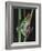 Red-Eyed Tree Frog Climbing through Plant Stems-David Northcott-Framed Photographic Print