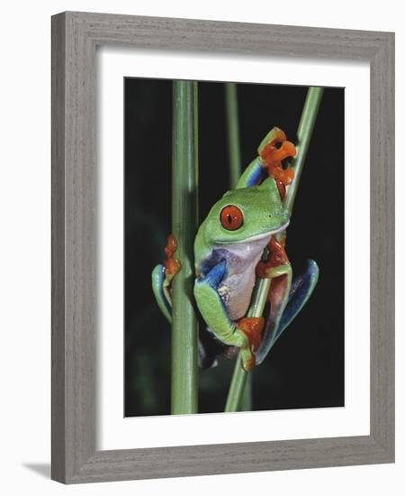 Red-Eyed Tree Frog Climbing through Plant Stems-David Northcott-Framed Photographic Print