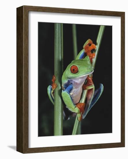 Red-Eyed Tree Frog Climbing through Plant Stems-David Northcott-Framed Photographic Print