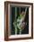 Red-Eyed Tree Frog Climbing through Plant Stems-David Northcott-Framed Photographic Print