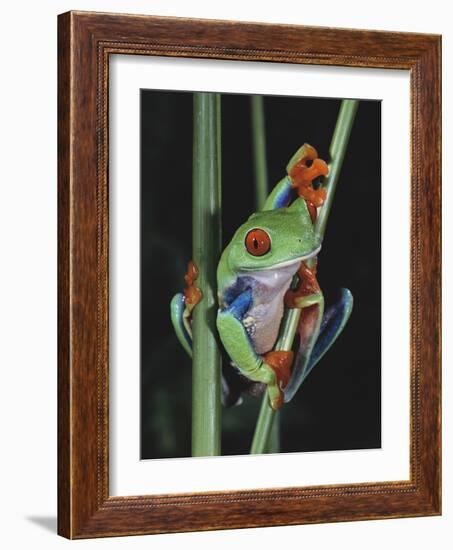 Red-Eyed Tree Frog Climbing through Plant Stems-David Northcott-Framed Photographic Print