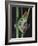 Red-Eyed Tree Frog Climbing through Plant Stems-David Northcott-Framed Photographic Print