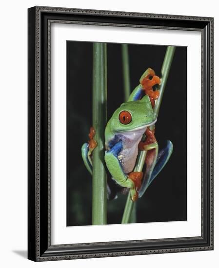 Red-Eyed Tree Frog Climbing through Plant Stems-David Northcott-Framed Photographic Print