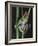 Red-Eyed Tree Frog Climbing through Plant Stems-David Northcott-Framed Photographic Print