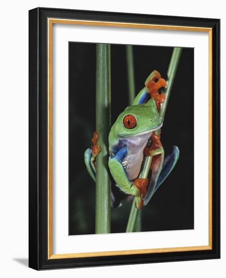 Red-Eyed Tree Frog Climbing through Plant Stems-David Northcott-Framed Photographic Print