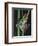 Red-Eyed Tree Frog Climbing through Plant Stems-David Northcott-Framed Photographic Print