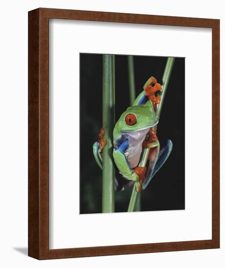 Red-Eyed Tree Frog Climbing through Plant Stems-David Northcott-Framed Photographic Print