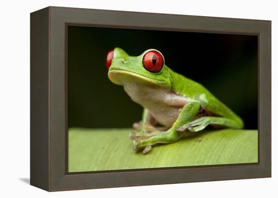 Red Eyed Tree Frog, Costa Rica-Paul Souders-Framed Premier Image Canvas