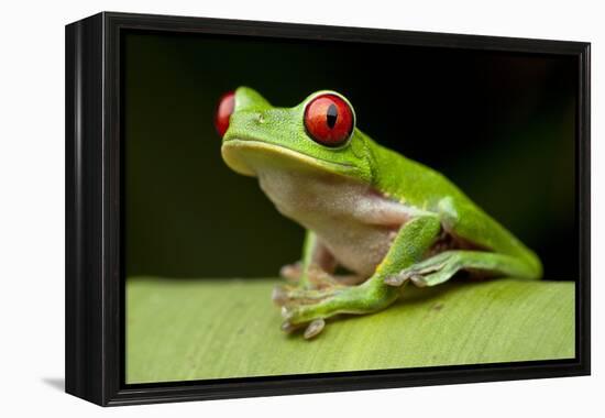 Red Eyed Tree Frog, Costa Rica-Paul Souders-Framed Premier Image Canvas