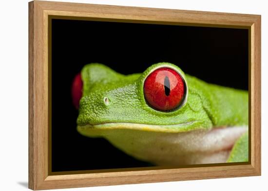 Red Eyed Tree Frog, Costa Rica-Paul Souders-Framed Premier Image Canvas