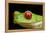 Red Eyed Tree Frog, Costa Rica-Paul Souders-Framed Premier Image Canvas