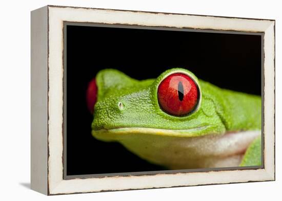 Red Eyed Tree Frog, Costa Rica-Paul Souders-Framed Premier Image Canvas
