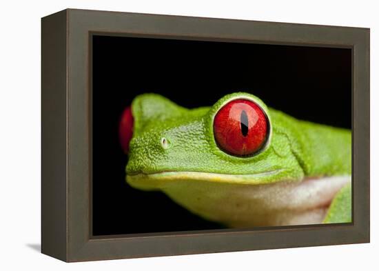 Red Eyed Tree Frog, Costa Rica-Paul Souders-Framed Premier Image Canvas