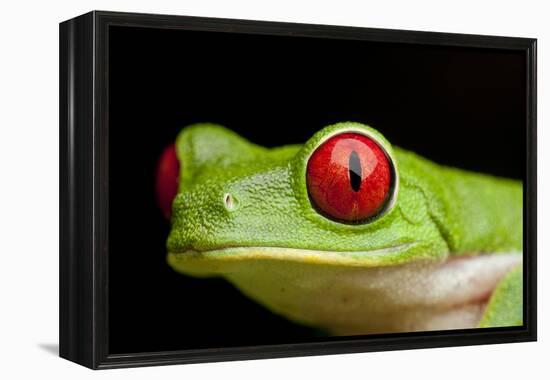 Red Eyed Tree Frog, Costa Rica-Paul Souders-Framed Premier Image Canvas