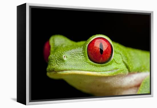 Red Eyed Tree Frog, Costa Rica-Paul Souders-Framed Premier Image Canvas